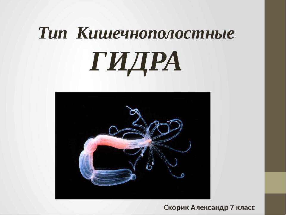 Kraken cc зеркало kr2web in