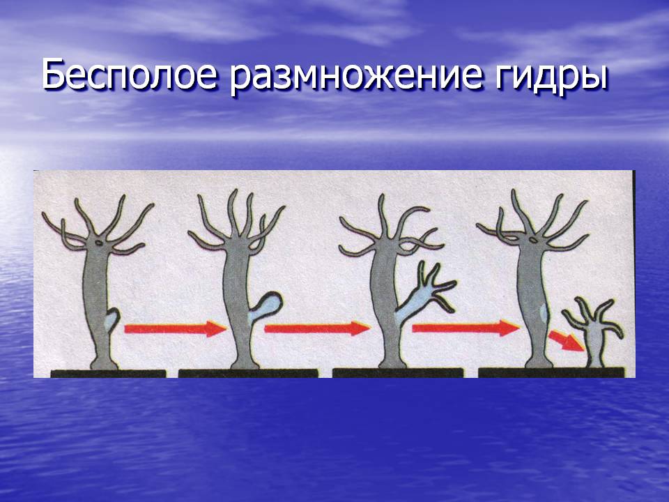 Кракен рабочая ссылка на официальный магазин