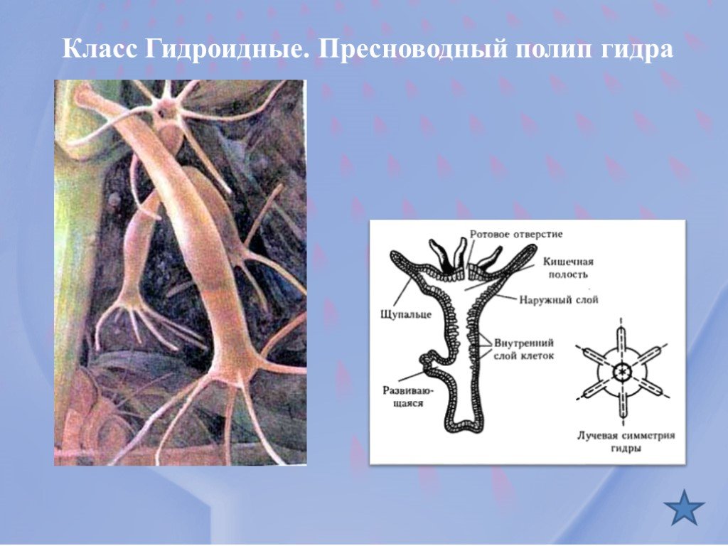 Кракен точка ат